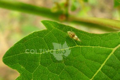 Adulto di cicalina della flavescenza dorata