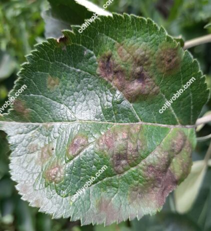 attacco avanzato di ticchiolatura su foglia matura (Venturia inaequalis)