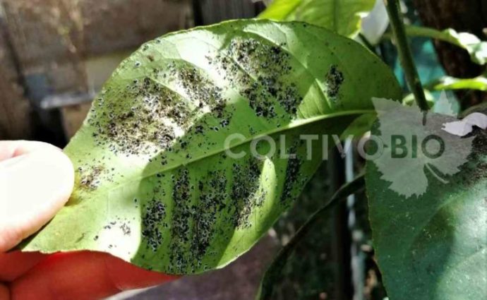 neanidi di Aleurocanthus spinifero, aleurodide spinoso degli agrumi su limone