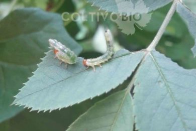 Larve di argide della rosa su foglia e i relativi danni da nutrizione