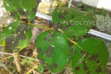 sintomi della ticchiolatura della rosa su foglie