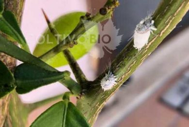 cocciniglia cotonosa del limone