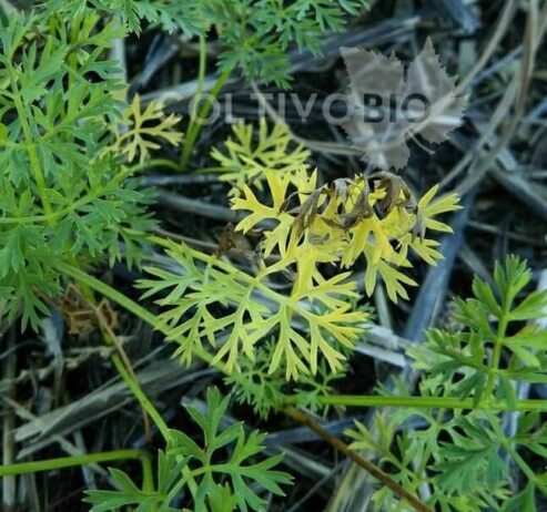 foglia con alternaria della carota