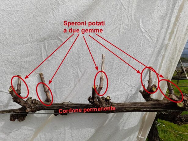 Potatura a cordone speronato una volta terminata