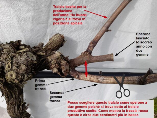 Dettaglio dello sperone di una vite con relativa scelta dei tralci