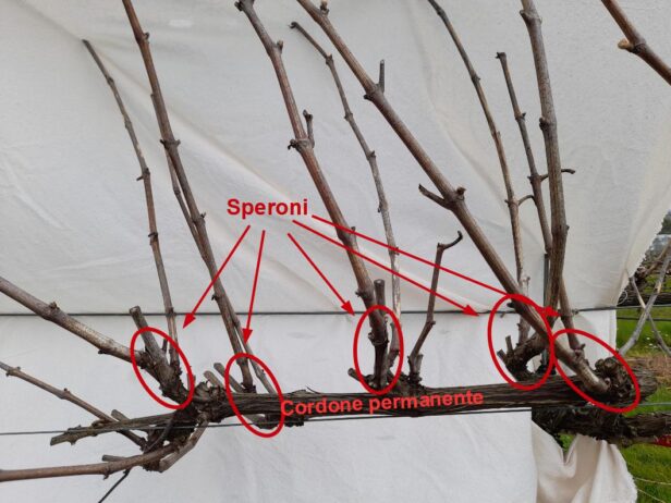 Cordone permanente su pianta potata a cordone speronato