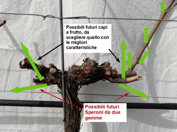 Simulazione della fattura produzione di tralci in una pianta potata