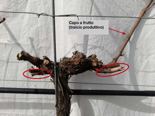 Fase finale della potatura della vite in cui si evidenziano i due Speroni e il tralcio produttivo o capo a frutto