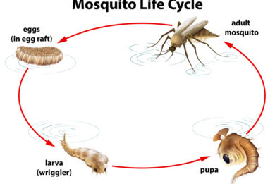 ciclo di crescita delle zanzare 