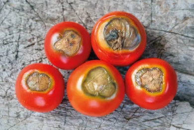 Sintomi di marciume apicale del pomodoro