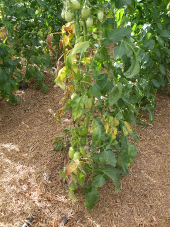 Sintomi di Fusarium su pomodoro