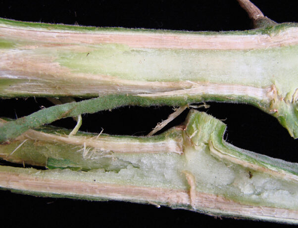 Sintomi vascolari di Fusarium su pomodoro