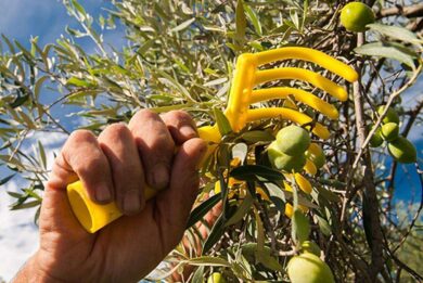 Rastrello manuale per la raccolta delle olive