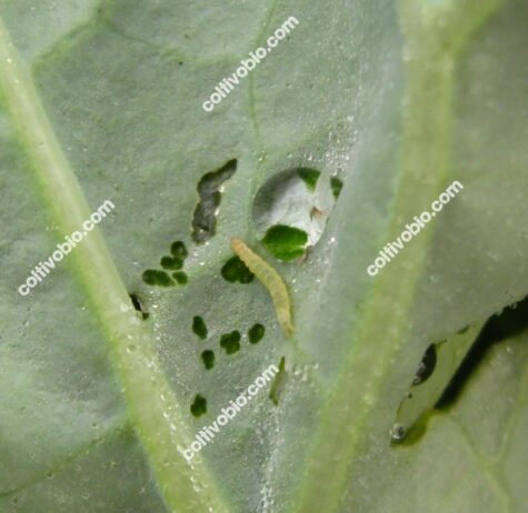 larva di plutella e relativi danni da rosura