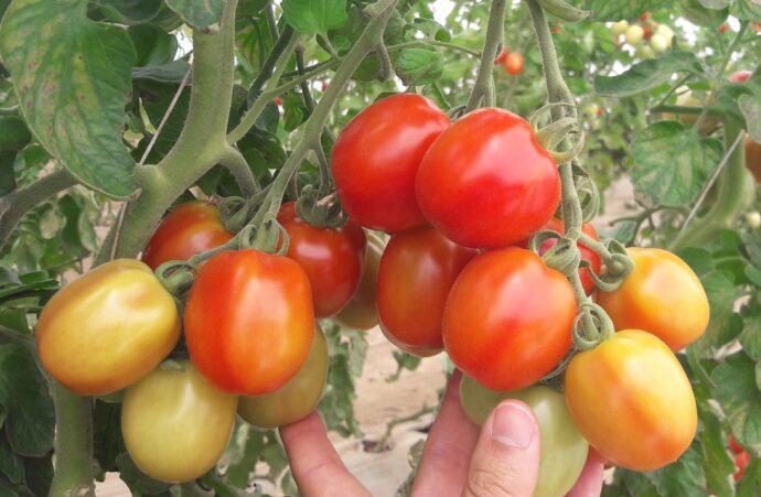 Effetti dei biostimolanti sulla qualità dei frutti del pomodoro