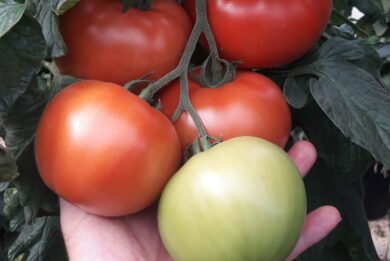 Foto di frutti di pomodoro in maturazione