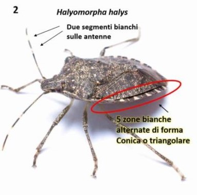 Adulto di cimice asiatica