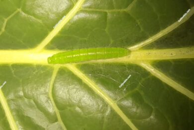 Larva di cavolaia minore 