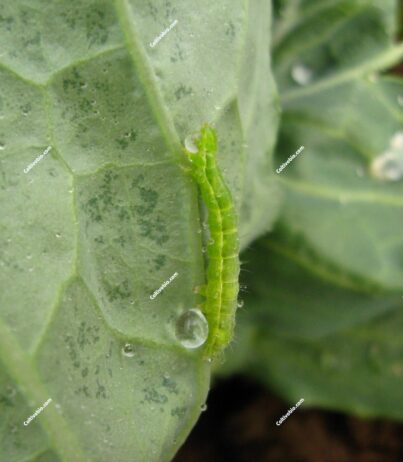 larva di plutella su cavolo