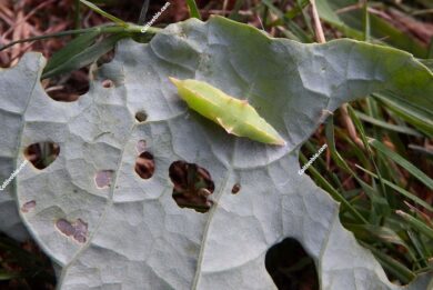 Pupa di cavolaia minore