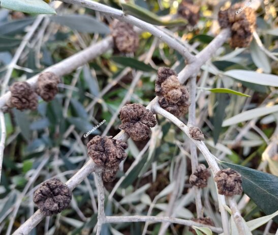 sintomi di rogna dell'olivo su ramo