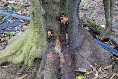 sintomi di essudati gommosi da Phytophthora